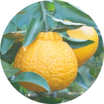 しらぬひ（不知火）